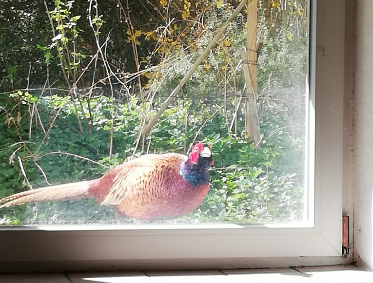 Fasan späht durchs Fenster